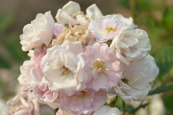 薔薇花是月季花嗎