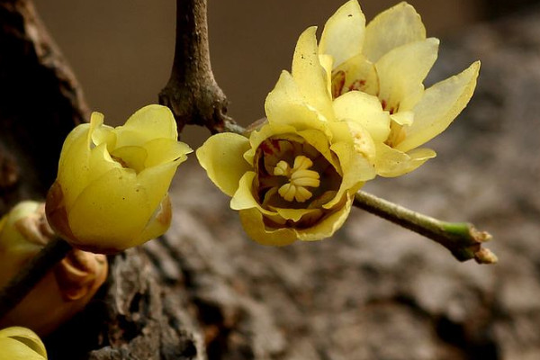 臘梅發(fā)芽后怎么養(yǎng)護