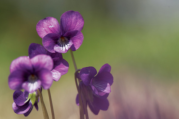 紫羅蘭花為什么長(zhǎng)很長(zhǎng)都不開花