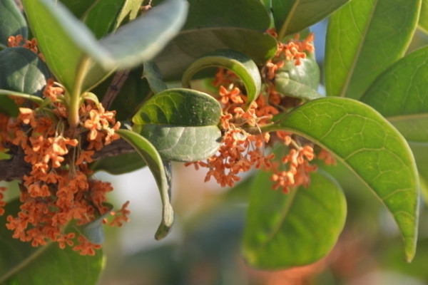 桂花樹苗怎樣移栽