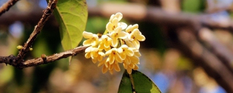 盆栽桂花怎么養