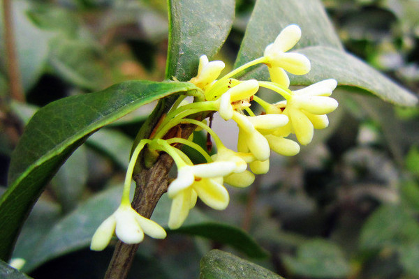 盆栽桂花怎么養