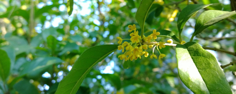 桂花春天開嗎