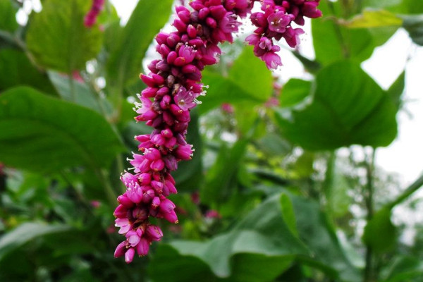 花蓼是什么植物