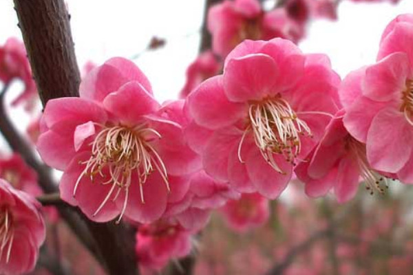 梅花幾月份開花