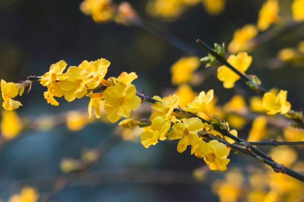 探春花與迎春花的區(qū)別