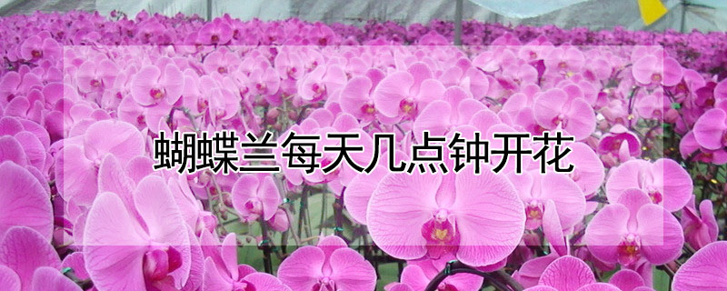 蝴蝶蘭每天幾點鐘開花