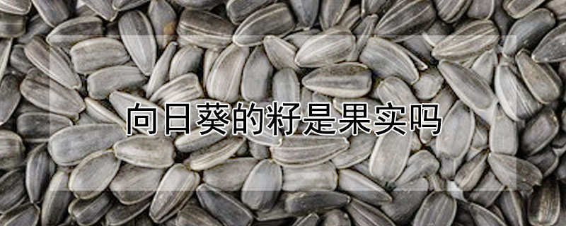 向日葵的籽是果實(shí)嗎