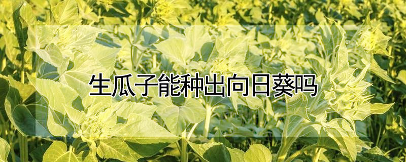 生瓜子能種出向日葵嗎