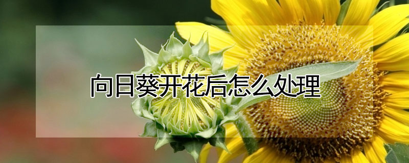 向日葵開花后怎么處理