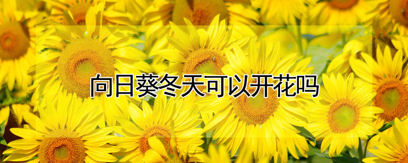 向日葵冬天可以開花嗎