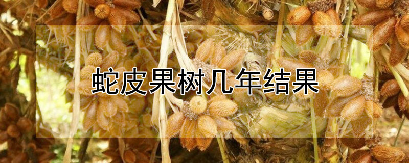 蛇皮果樹幾年結果