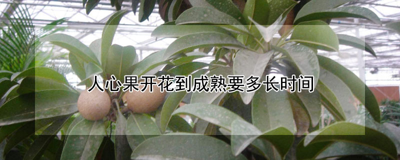 人心果開(kāi)花到成熟要多長(zhǎng)時(shí)間