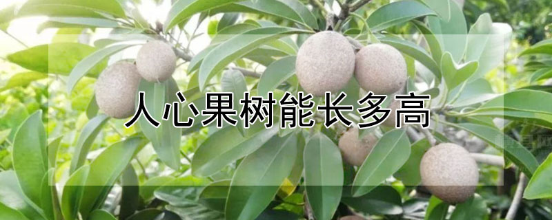 人心果樹(shù)能長(zhǎng)多高