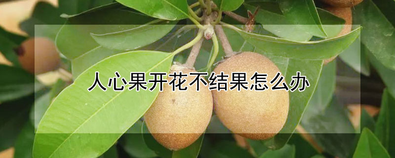 人心果開(kāi)花不結(jié)果怎么辦