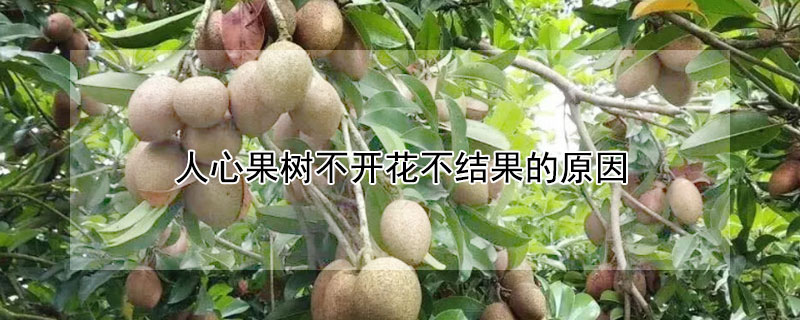 人心果樹不開花不結(jié)果的原因