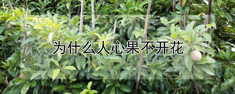 為什么人心果不開(kāi)花