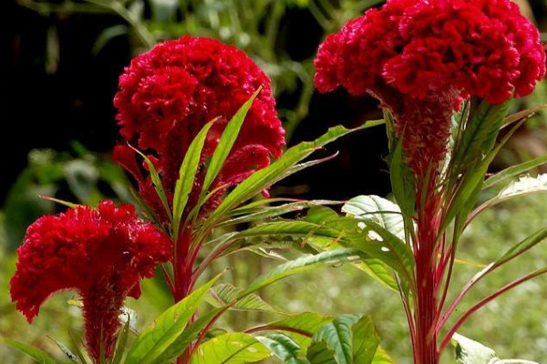 雞冠花種植方法和時間