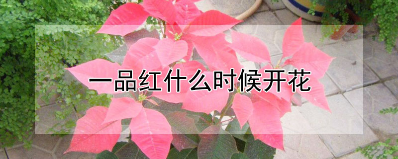 一品紅什么時候開花