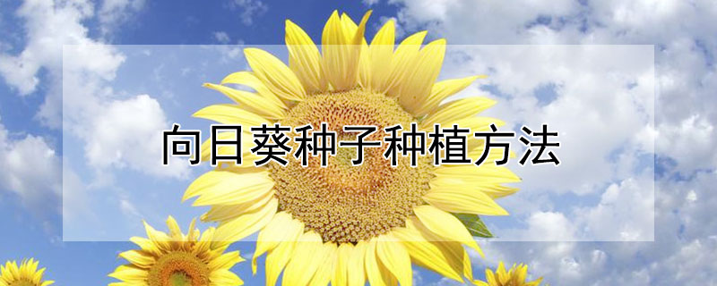 向日葵種子種植方法