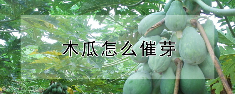 木瓜怎么催芽