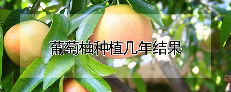 葡萄柚種植幾年結(jié)果