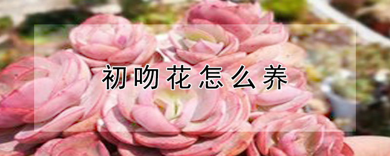 初吻花怎么養(yǎng)