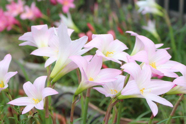 風(fēng)雨蘭什么時(shí)候開花