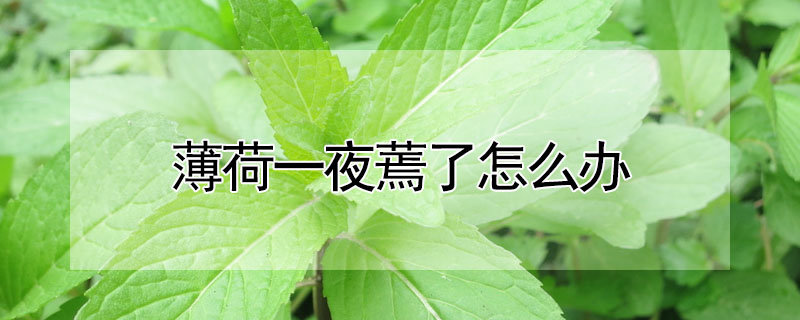 薄荷一夜蔫了怎么辦