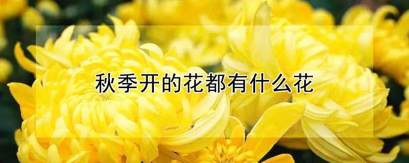 秋季開的花都有什么花