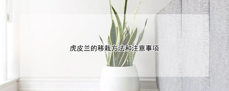 虎皮蘭的移栽方法和注意事項