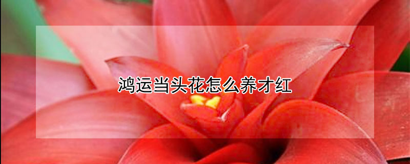 鴻運當(dāng)頭花怎么養(yǎng)才紅