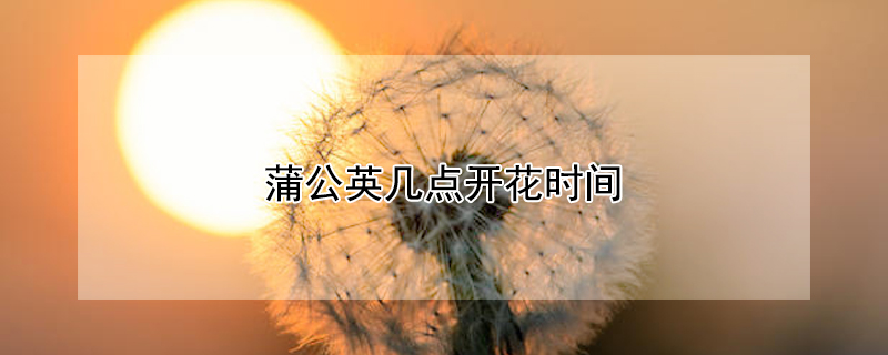 蒲公英幾點(diǎn)開花時(shí)間