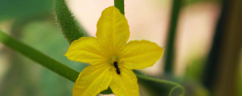 黃瓜開(kāi)花期如何管理