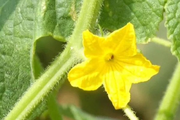 黃瓜開(kāi)花期如何管理