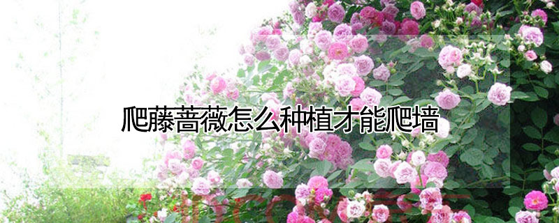 爬藤薔薇怎么種植才能爬墻