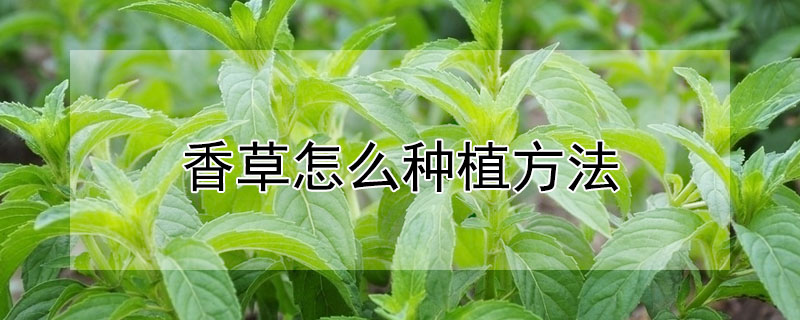 香草怎么種植方法