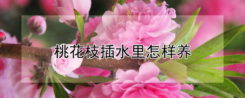 桃花枝插水里怎樣養(yǎng)