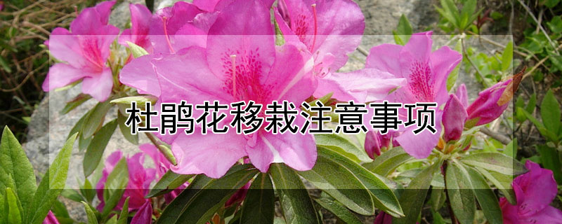 杜鵑花移栽注意事項