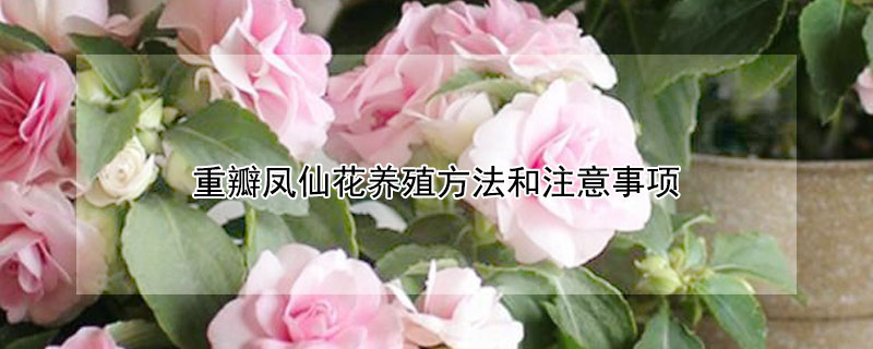 重瓣鳳仙花養(yǎng)殖方法和注意事項(xiàng)