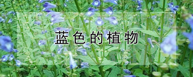 藍色的植物