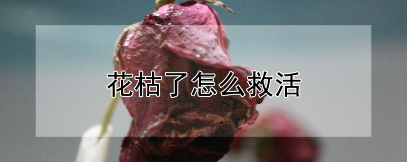 花枯了怎么救活