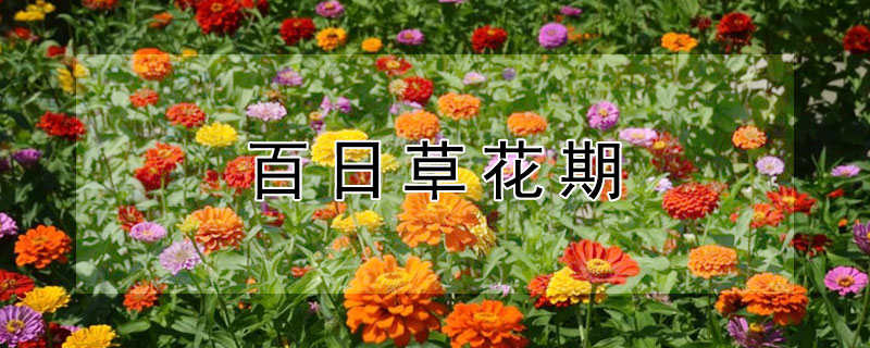 百日草花期