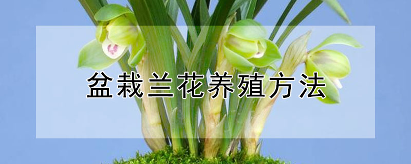 盆栽蘭花養殖方法