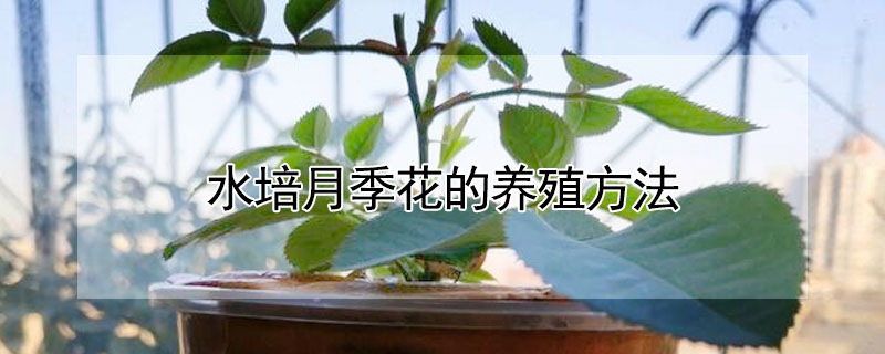 水培月季花的養(yǎng)殖方法