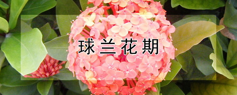 球蘭花期