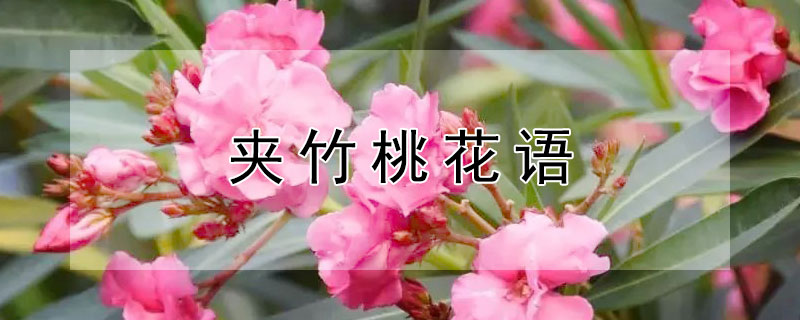 夾竹桃花語