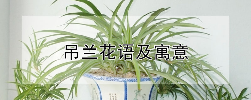 吊蘭花語及寓意