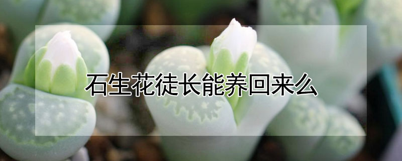 石生花徒長能養(yǎng)回來么