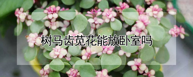 樹馬齒莧花能放臥室嗎